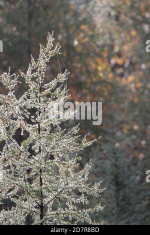 Frost on the trees  on an early morning in autumn in the park Stock Photo