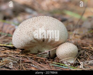 Gem-studded puffball fungi in Ontario in autumn Stock Photo