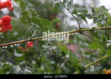Selective focus shot of raindrops on the branch of the plant Stock Photo