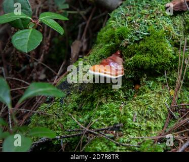 Lacquered Polypore (Ganoderma Tsugae) shelf fungi on mossy hemlock wood. Stock Photo