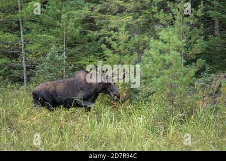 A bull moose in a green meadow in Algonquin Park Ontario Stock Photo