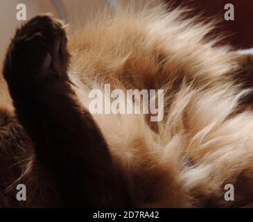 large image for cat lovers paws backgrounds - Blurred edges and Selective focus on the center of the photo Stock Photo