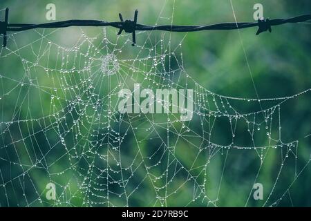 Spider web hanging on a barded wire after the rain in the jungle. Stock Photo