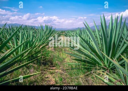 Agave espadín field, for the production of mezcal in Oaxaca, Mexico. Stock Photo