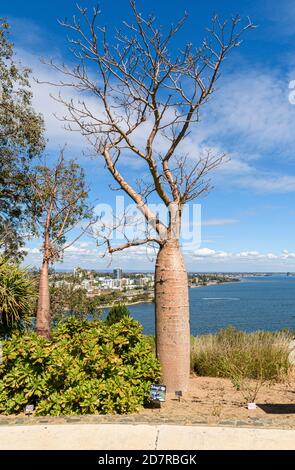 Boab tree, Adansonia gregorii, in Kings Park, Western Australia Stock Photo