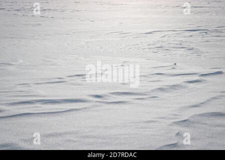 Winter christmas background, white snow texture with copy space Stock Photo