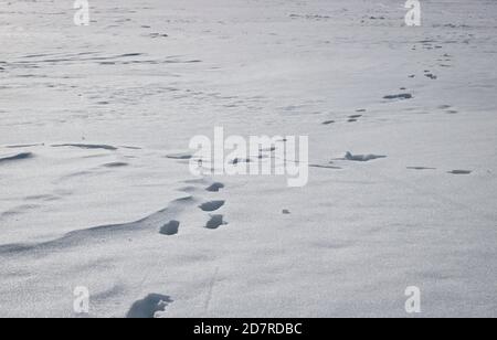 Winter christmas background, white snow texture with copy space Stock Photo