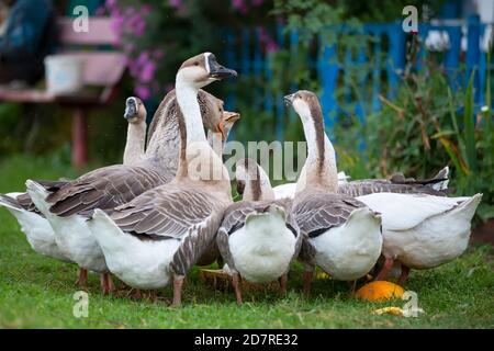 A group of domestic geese is drinking water in the yard. Country bird. Stock Photo