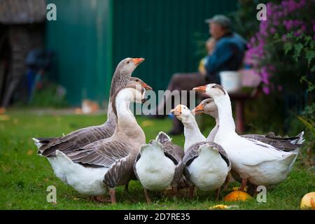 A group of domestic geese is drinking water in the yard. Country life. Stock Photo