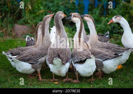 A group of domestic geese is drinking water in the yard. Country bird. Stock Photo