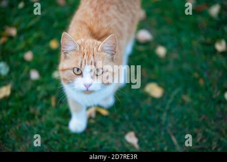 Ginger cat on green grass with yellow leaves. Stock Photo