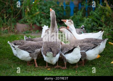 A group of domestic geese is drinking water in the yard. Country bird. Stock Photo