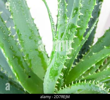 Aloe vera Has Been Widely Grown As An Ornamental Plant. The Species Is Popular With Modern Gardeners As A Putatively Medicinal Plant And For Its Inter Stock Photo