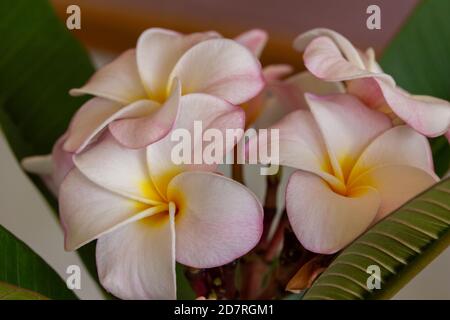 Abstract texture background view of a plumeria (frangipani) inflorescence full of beautiful blooming white and pink flower blossoms Stock Photo