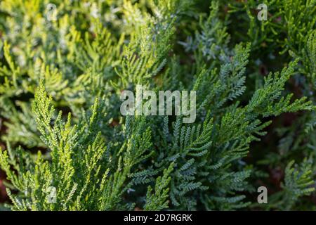 Full frame texture background of evergreen foliage on a broadmoor juniper (juniperus sabina) bush in a sunny landscaped garden Stock Photo