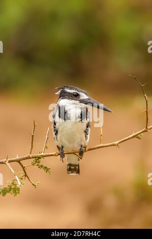 A female Pied Kingfisher (Ceryle rudis) sitting on a branch, Queen Elizabeth National Park, Uganda. Stock Photo