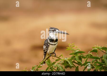 A male Pied Kingfisher (Ceryle rudis) sitting on a branch, Queen Elizabeth National Park, Uganda. Stock Photo