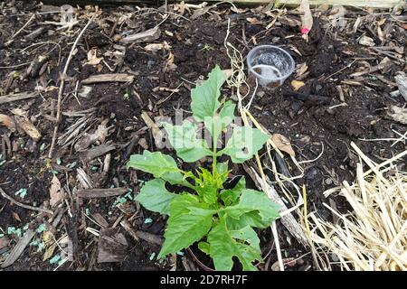 Slug and Snail damage on Dahlia leaves, with a beer trap in the background. Stock Photo
