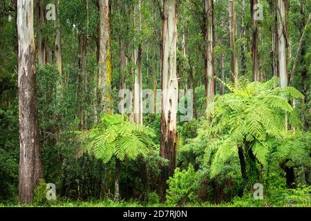 Ancient Mountain Ash forest in the Dandenong Ranges. Stock Photo