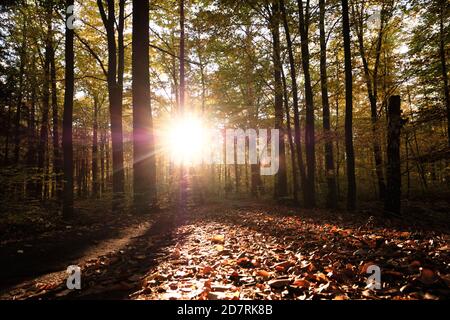 Autumn forest scenery with path of fall leaves & warm light illumining the gold foliage. Backlight at sunset. Stock Photo
