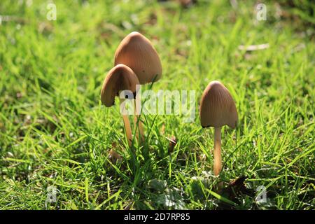 Liberty cap mushroom also known as magic mushroom growing in grassland -  psilocybe semilanceata Stock Photo