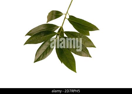 Branch of fresh bay leaves. isolated on white background. Top view. Stock Photo