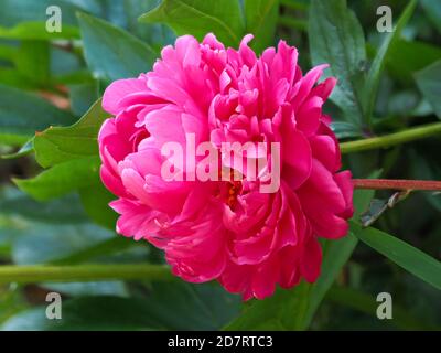 Closeup of a beautiful large pink Peony bloom in sunlight in a garden Stock Photo