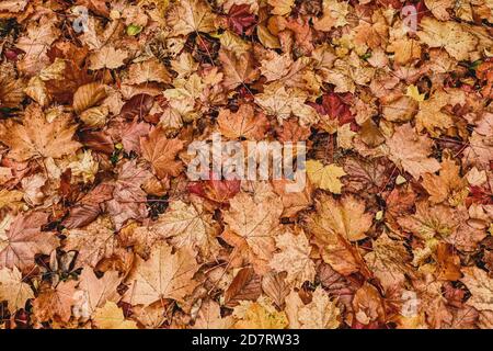 Autumn leaves on the ground. Modern seasonal background, month of October. Stock Photo