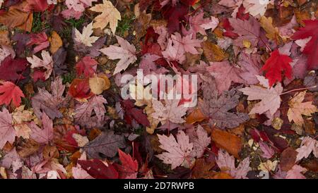 Autumnal background image showing leaves in assorted colours including red