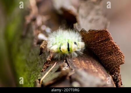 Big yellow hairy caterpillar with bushy red tail (Calliteara pudibunda) hides under tree bark with long poisonous hair and green color and convolves Stock Photo