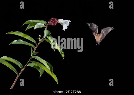 Orange Nectar Bat (Lonchophylla robusta) feeding on flower, lowland rainforest, Costa Rica Stock Photo