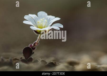 Edmondston's Chickweed or Shetland Mouse-ear (Cerastium nigrescens), Keen of Hamar National Nature Reserve, Unst, Shetland, Scotland, UK Stock Photo