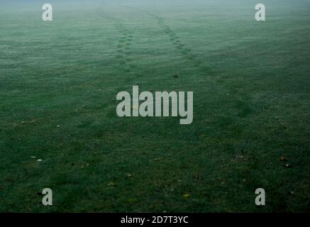 Two sets of footprints on grass on wet, misty morning. Full frame, copy space, horizontal composition. Stock Photo