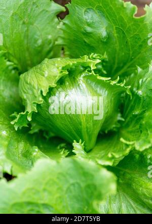 crisp fresh organic iceberg lettuce background, shot in selective focus for text over lay and copy space for healthy living blog Stock Photo