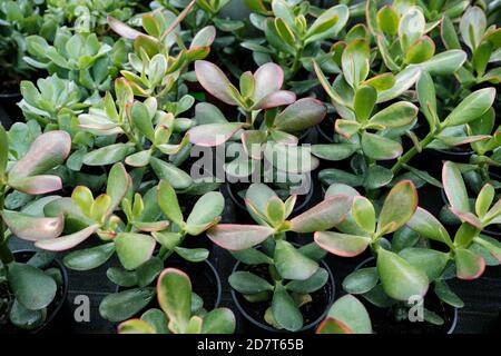 Wałbrzych, Poland - 18 July 2020: close-up of cactus and succulent plants in pots. Palm House in Walbrzych Stock Photo