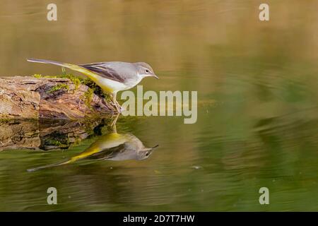 Grey wagtail on a garden pool in mid Wales. Stock Photo