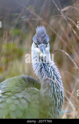 Grey heron in long grass around a pool in mid Wales Stock Photo