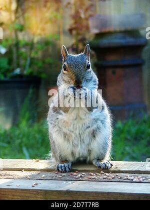 Eastern Grey Squirrel (Sciurus carolinensis), also known as the grey squirrel. Standing on a garden feeder, surrounded by bird feed, eating an acorn. Stock Photo