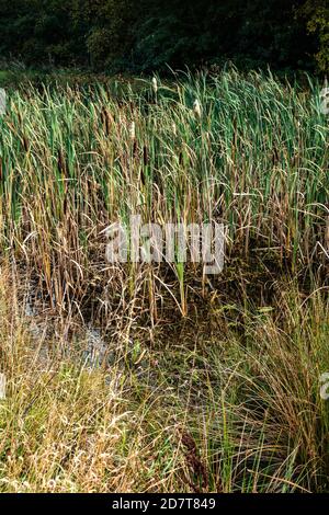 close up of pond reeds and grasses in a country garden Stock Photo