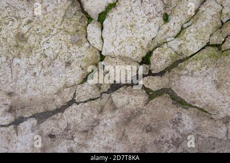 Cracked concrete with moss in the cracks. background. Stock Photo