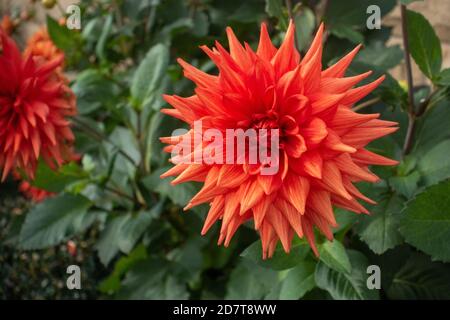 Close-up of the orange coloured Dahlia flower head Stock Photo