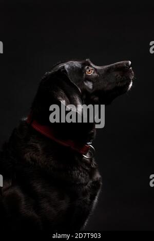 Portrait of a cute looking black labrador dog with brown eyes looking up, shot on a black background. Adult dog with a shiny coat, vertical studio sho Stock Photo