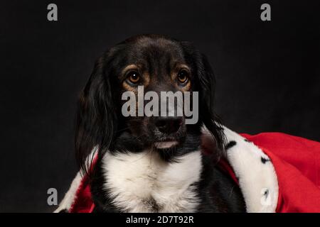 Royal dog wearing a red mantle on a dark black background. A portrait of a cute looking doggie looking up. King, queen, hoizontal studio shot Stock Photo