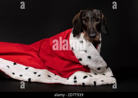 Royal small Dachshund dog wearing a red mantle on a dark background. A portrait of a cute looking doggie looking in the camera while laying down. King Stock Photo