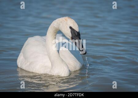 Closeup shot of trumpeter swan swimming on a lake Stock Photo