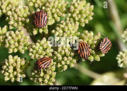 Group of Striped Shield Bugs, Graphosoma lineatum, Feeding on Common Hogweed, Heracleum sphondylium, Umbellifer Plants Stock Photo