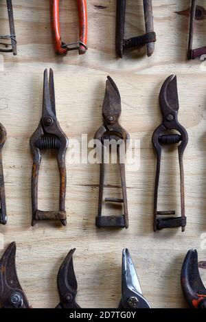 Display, Collection or Arrangement of Vintage, Old or Rusty Secateurs, Pruning Shears or Hand Pruners Stock Photo