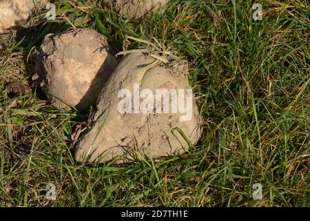 close-up view of some sugar beets in green meadow in autumn sun Stock Photo