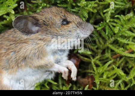 Dead Wood Mouse Apodemus sylvaticus Stock Photo