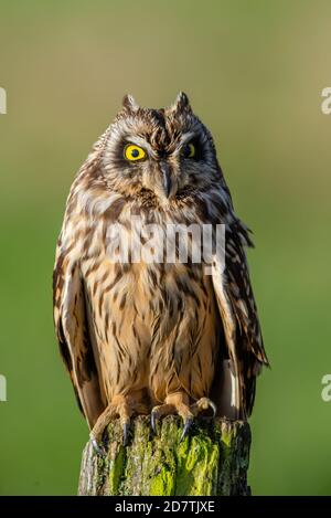 Short eared owl portrait perched close up. France